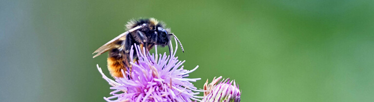 Hummel sitzt einsam auf einer Eselsdistel