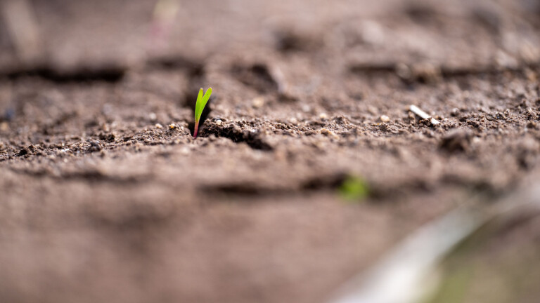 Eine Pflanze sprießt aus der trockenen Erde