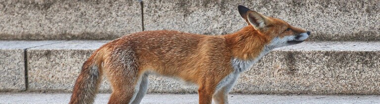 Ein Fuchs in der Stadt auf der Treppe vor dem Deutschen Bundestag in Berlin.