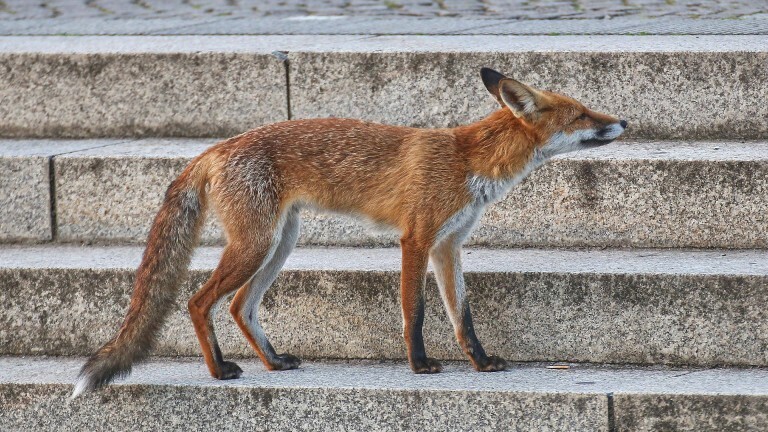 Ein Fuchs in der Stadt auf der Treppe vor dem Deutschen Bundestag in Berlin.