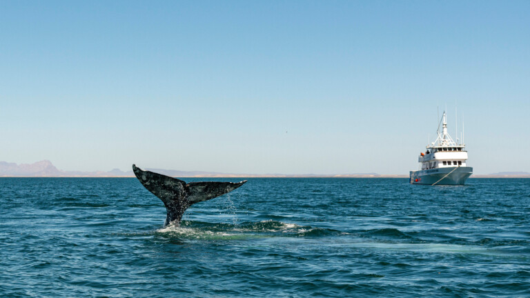 Ein Grauwahl bei der Arbeit westlich von Kalifornien