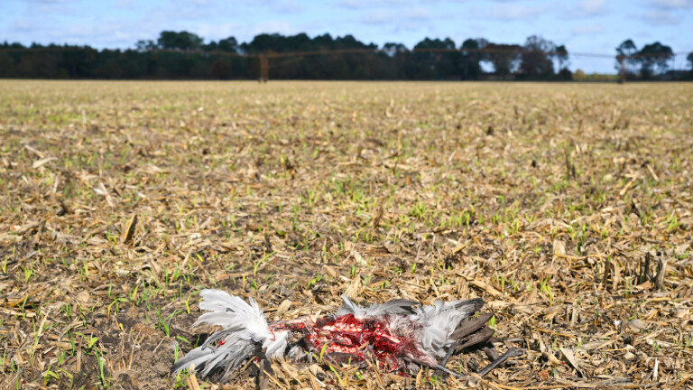 Kadaver eines Kranichs bei Arjuzanx im Südwesten Frankreichs am 30. Oktober 2025