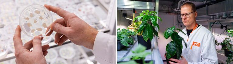 Kaffeebrei im Labor / Biotechnologe Heiko Rischer im Labor im VTT Technical Research Centre of Finland in Espoo (Collage DLF Nova)