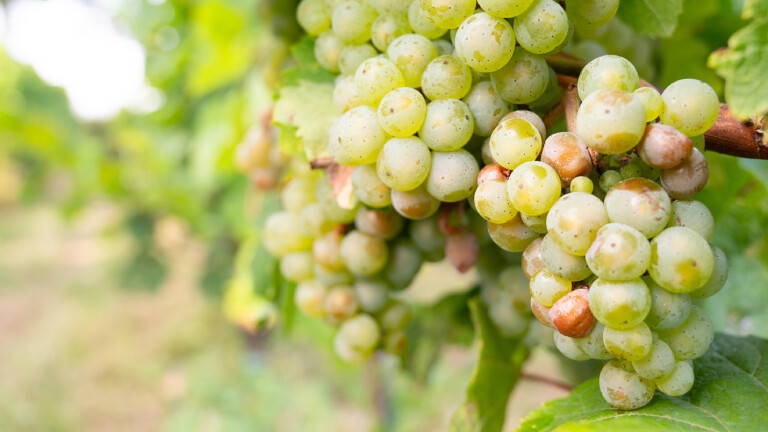 Rieslingrebe auf einem Weinberg an der Mosel