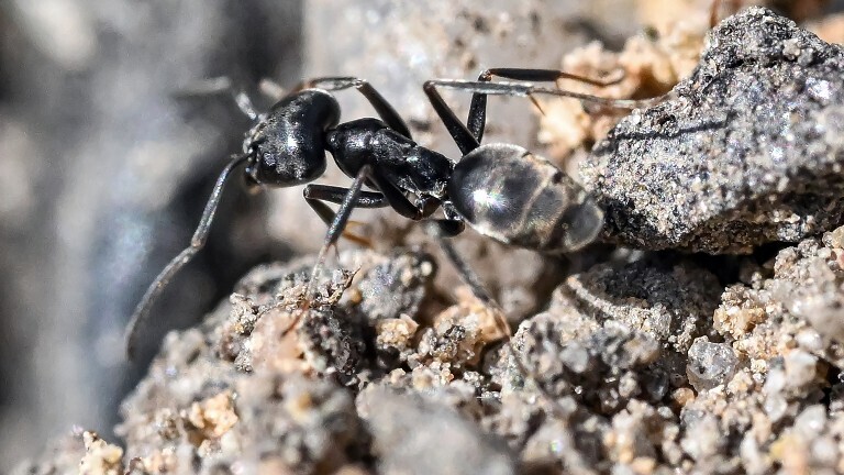 Am Bordstein einer Strasse krabbelt eine Ameisen der als invasiv geltenden Art Tapinoma magnum.