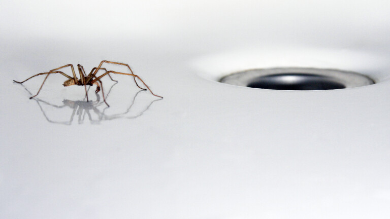 Eine Hauswinkelspinne (Tegenaria domestica) in einer Badewanne in Rheinland-Pfalz