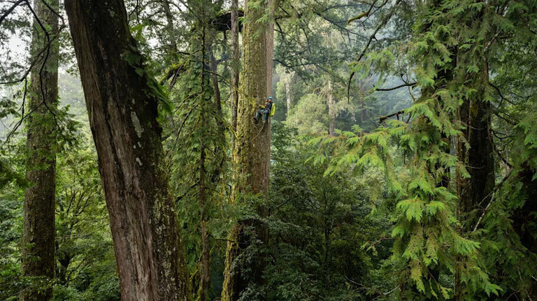 Ein dicht bewachsener Wald, in der Mitte der höchste Baum Ostasiens