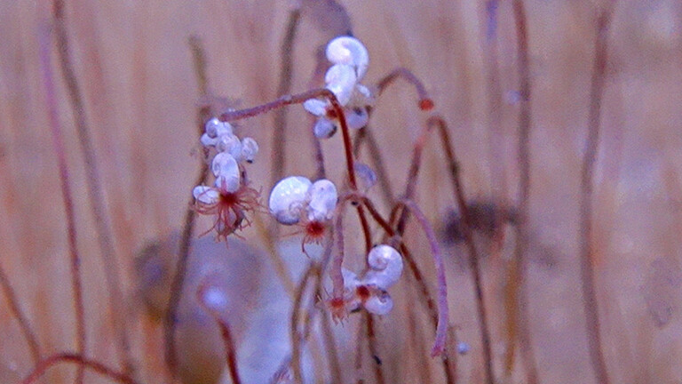 Foto des Wintersweet Valleys (Deutsch: Tal der Winterblüte) in 9.320 Meter Tiefe im nordwestlichen Pazifik: Rote Tentakel von Würmern bei der Nahrungssuche recken sich aus dem Boden, teils sitzen weiße Schnecken darauf.