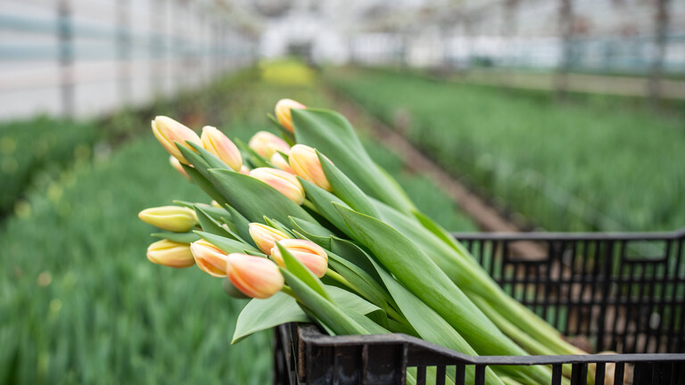 Tulpen in einem niederländischen Gewächshaus