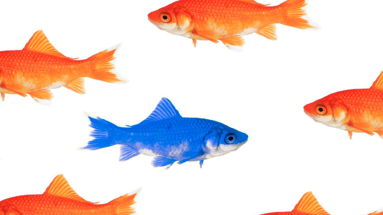 Viele rote Goldfische und ein blauer, der in die Gegenrichtung zu schwimmen scheint. Der Hintergrund ist weiß.