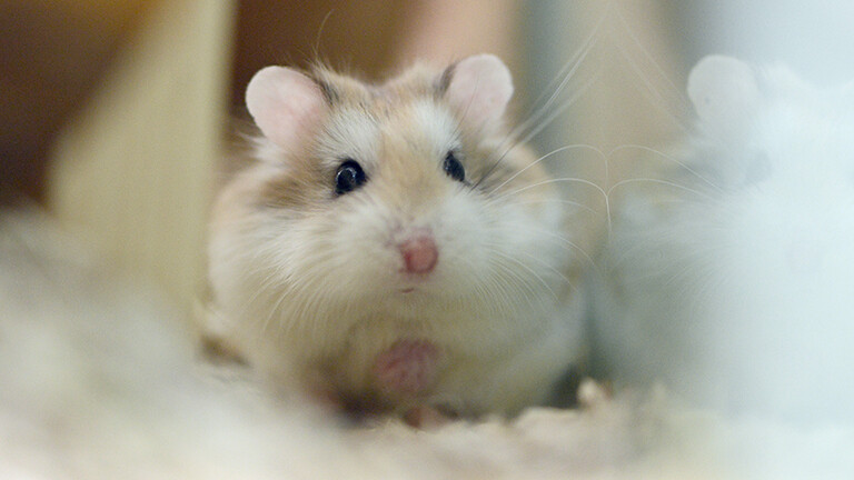 Ein Dsungarischer Zwerhamster (Phodopus sungorus) sitzt in seinem Käfig.
