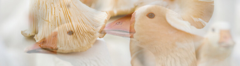 Austernpilze und Gänse: Die Keulen der Tiere lassen sich mit Hilfe von Reispapier formecht nachbilden.