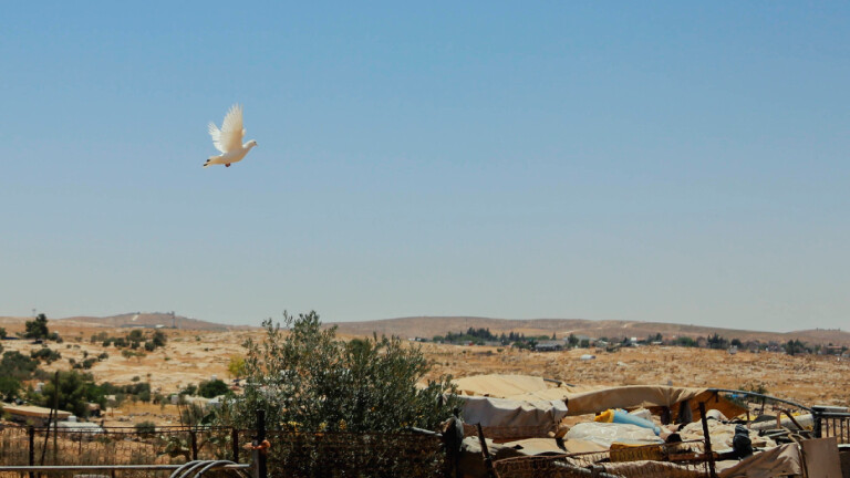 Eine Taube fliegt über der West Bank