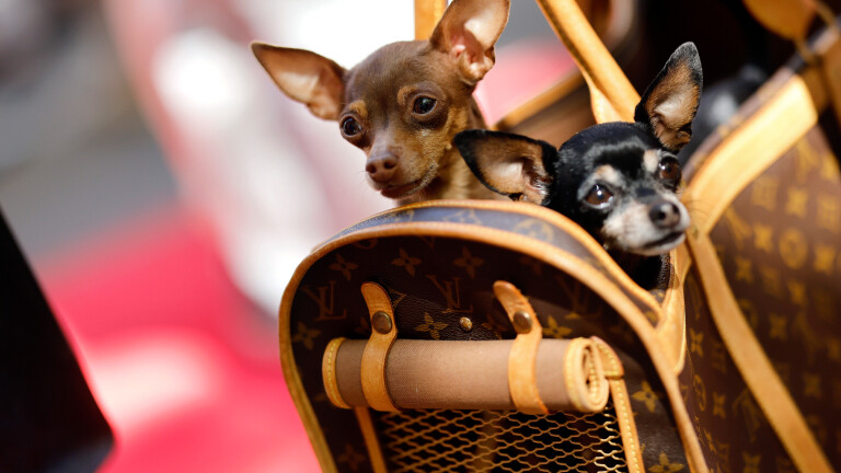Zwei Chihuahua Hunde schauen aus einer Tasche