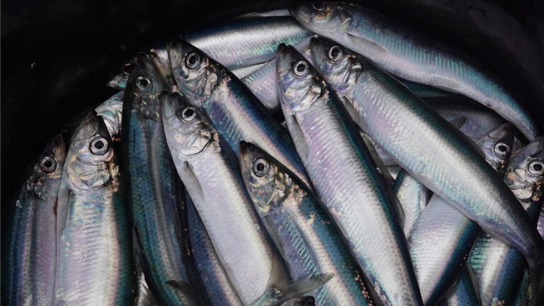 Gefangene Heringe liegen in einem Eimer