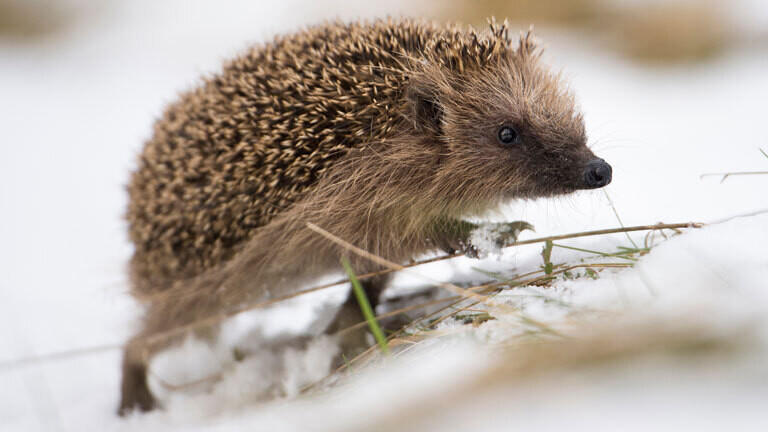 Ein Igel läuft durch den Schnee