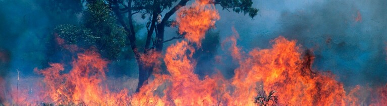 Waldbrand in Australien