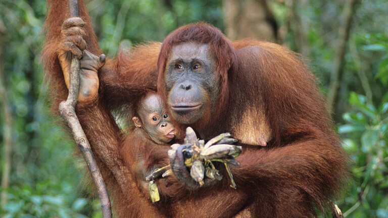 Orang-Utan mit Banane und Baby auf dem Arm