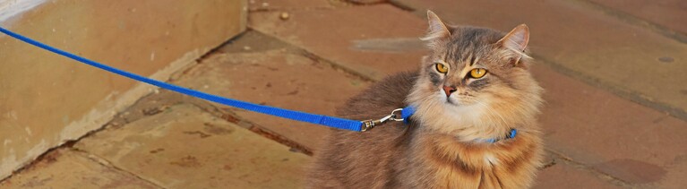 Portrait of ginger domestic cat on a leash
