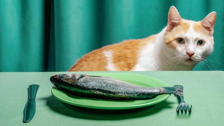 Eine Katze schaut auf einen Tisch, auf dem ein Teller mit einem Fisch steht.