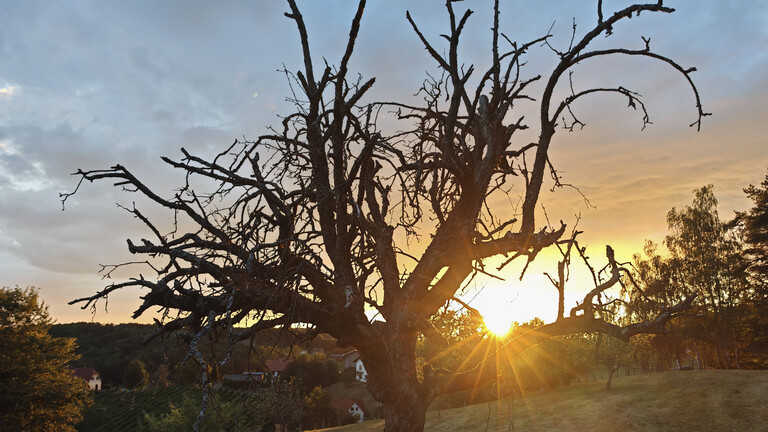 Ein Baum mit verdörrten Ästen
