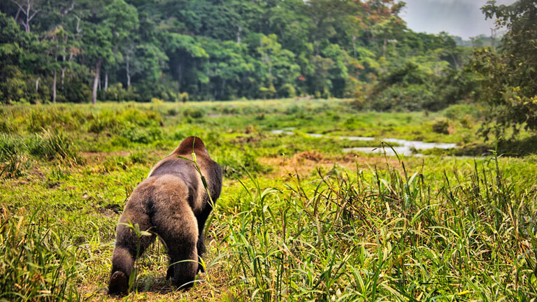 Naturschutzgebiet in der Demokratischen Republik Kongo in Afrika. Im Vordergrund ein Western Lowland Gorilla