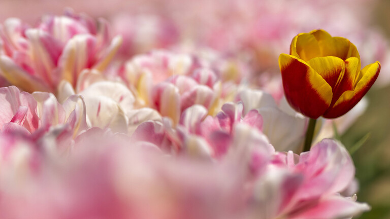 Eine tanzt wieder aus der Reihe: Tulpenfeld in Grevenbroich 21.04.2021