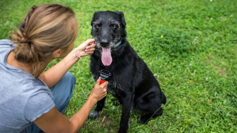 Frau kämmt schwarzen Hund