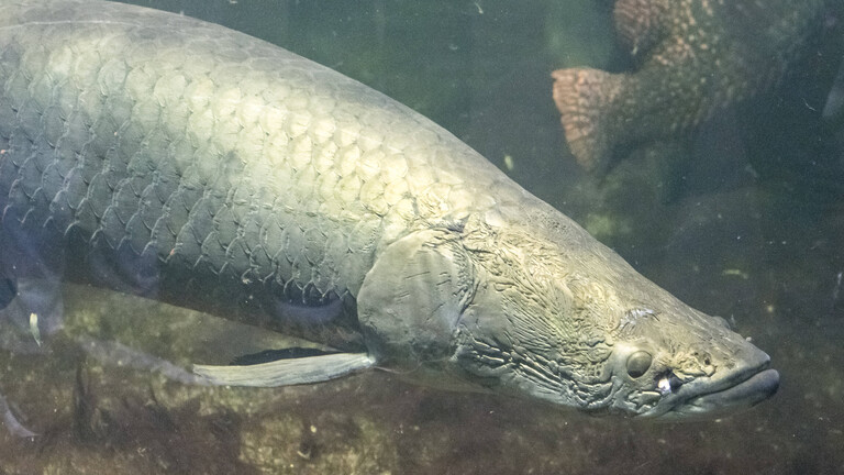 Lungenfisch Arapaima