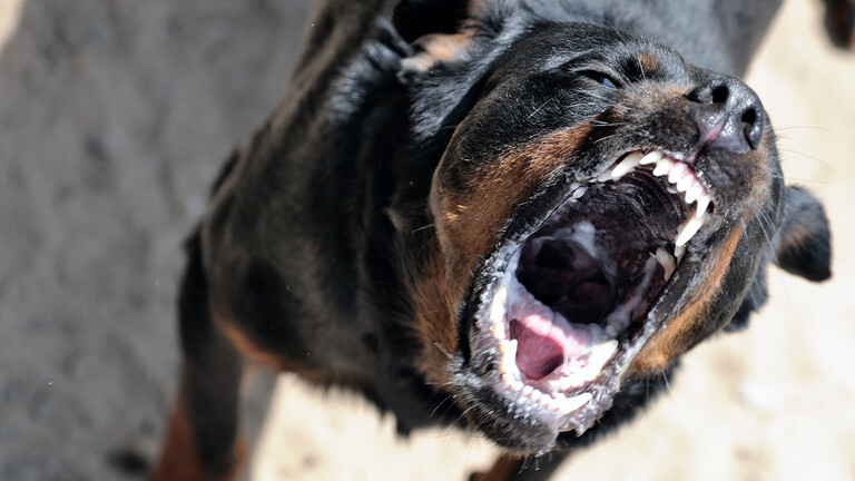 Foto eines bellenden Rottweilers