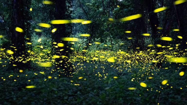 Leuchtende Glühwürmchen im Wald