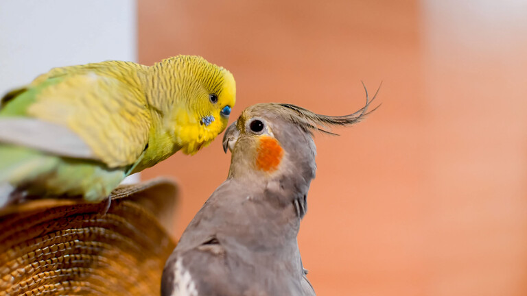 Ein Wellensittisch und ein Nymphensittich kommen sich näher.