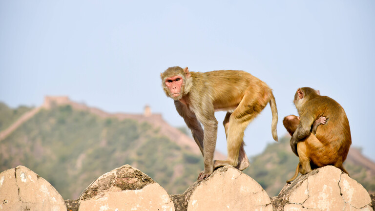 Ein Pavian, der auf seine Familie aufpasst. Neben ihm weiblicher Pavian mit einem Baby.