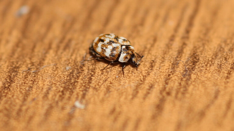 Invasive Käferart Khapra