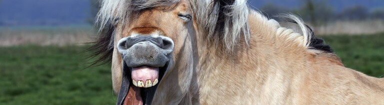 Wieherndes Pferd der Pferderasse Norwegisches Fjordpferd