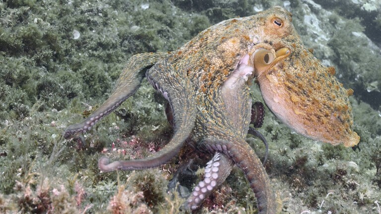 Ein Oktopus im Meer