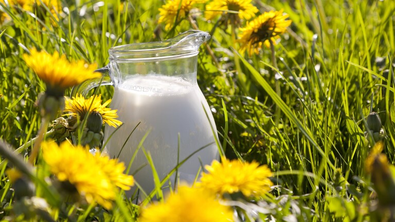 Auf einer Weide mit Löwenzahn steht ein Glaskrug gefüllt mit Milch.