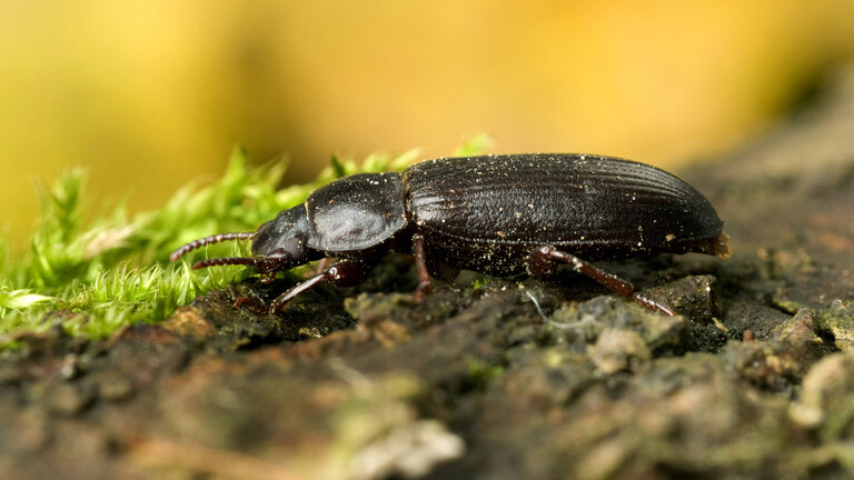 Mehlkaefer, Gelber Mehlkaefer (Tenebrio molitor), sitzt auf einem Ast.