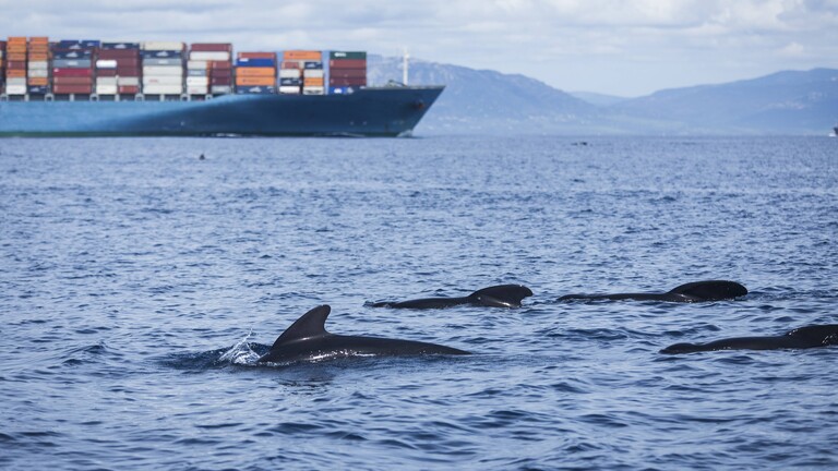 Grindwale und ein Frachtschiff in der Meerenge Straße von Gibraltar