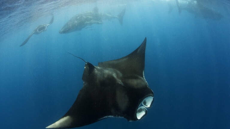 Im Vordergrund ein Mantarochen im Hintergrund Haie