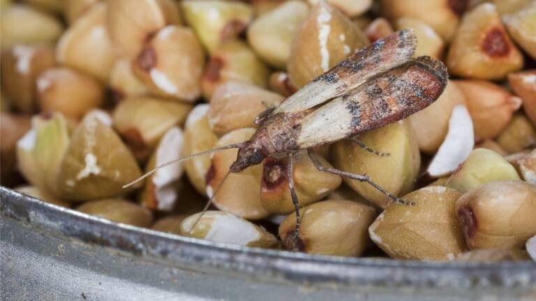 Eine Lebensmittelmotte auf Buchweizen