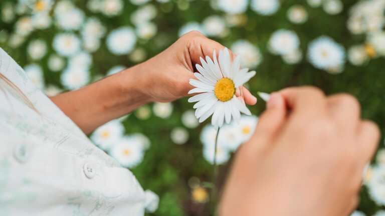 Die Hände einer Frau, die die Blätter einer Blüte ausrupfen.