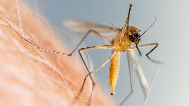 Stechmücke (Culicida)