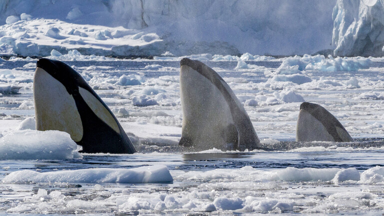 Drei Orcas in der Antarktis schauen aus dem Eismeer