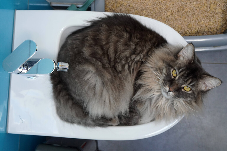 Maine-Coon-Katze sitzt in Bidet und schaut nach oben
