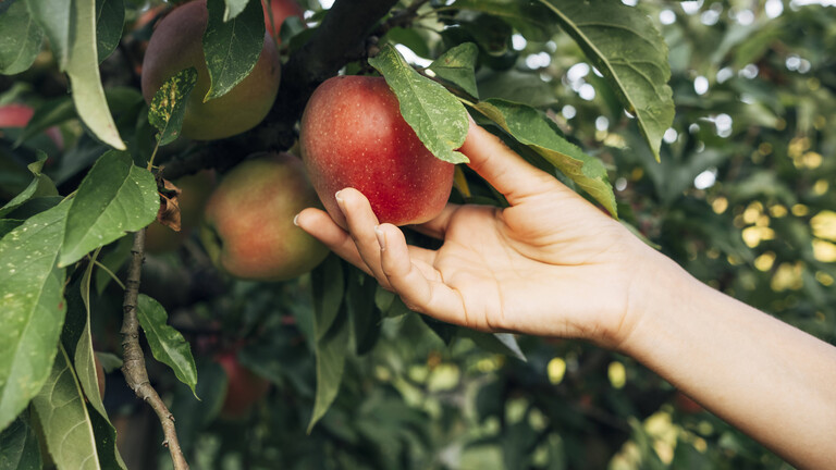 Eine Frau pflückt einen Apfel