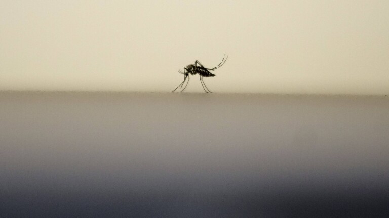Die Aedes aegypti Mücke sticht einen Menschen. Diese Mücke überträgt Dengue Fieber, Chikungunya, Zika und städtisches Gelbfieber. Hier sticht sie in Brasilien, in Europa wird sie gerade heimisch