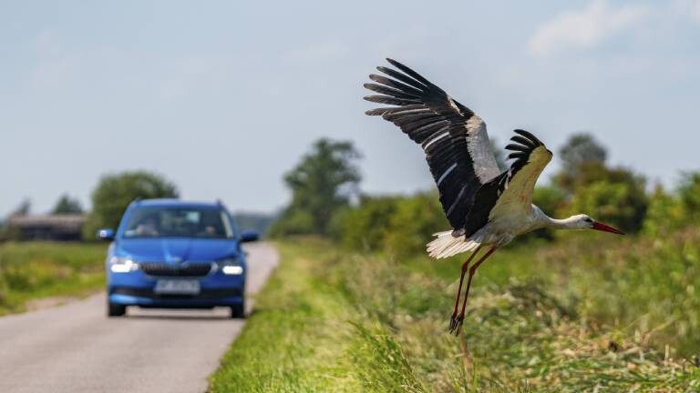 Weißstorch fliegt vor einem Auto über eine Landstraße im Naturpark Stettiner Haff, Mecklenburg-Vorpommern, Deutschland.