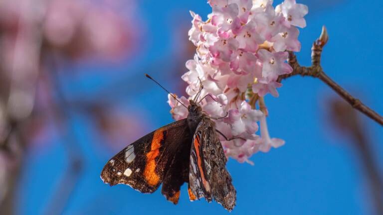 Schmetterling (Admiral) sammelt Nektar an den Blüten eines Winterschneeballs