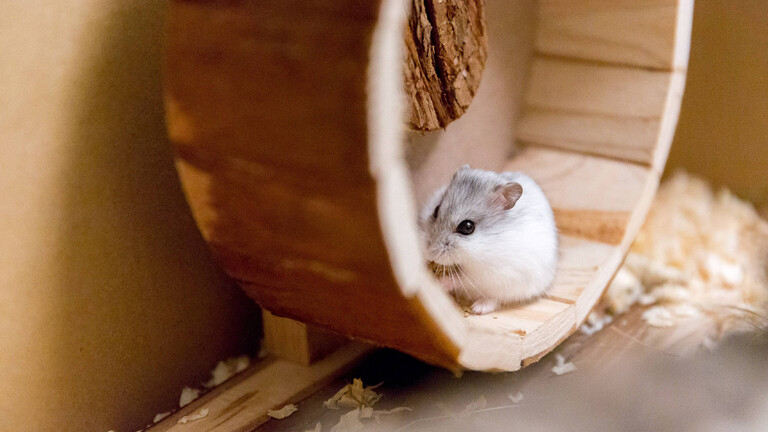 Dsungarischer Zwerghamster im Laufrad